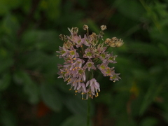Allium cernuum