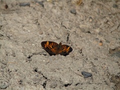 Phyciodes