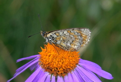 Melitaea