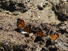 Phyciodes