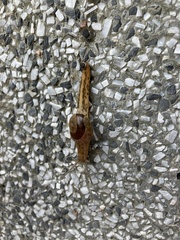 Megaustenia imperator