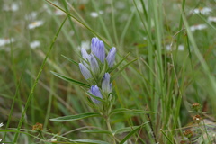 Gentiana