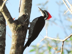 Dryocopus lineatus