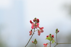 Phaseolus coccineus