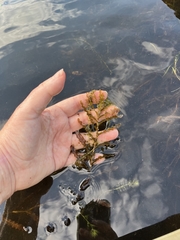 Potamogeton crispus