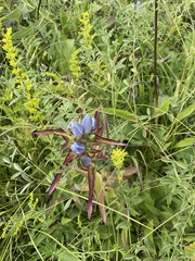 Gentiana andrewsii