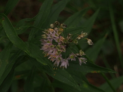 Allium cernuum