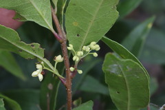 Notelaea ovata
