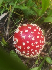Amanita muscaria flavivolvata