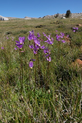 Primula tetrandra