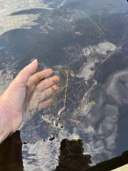 Potamogeton crispus