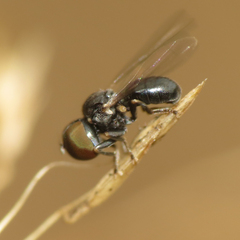 Pipunculidae