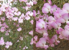 Podalyria leipoldtii
