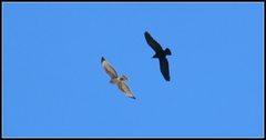 Buteo lineatus