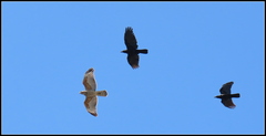 Buteo lineatus