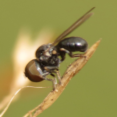 Pipunculidae