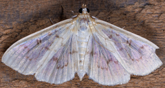 Herpetogramma theseusalis
