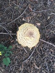 Chlorophyllum olivieri