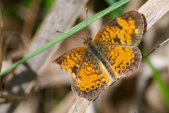 Phyciodes cocyta