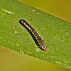 Spodoptera praefica