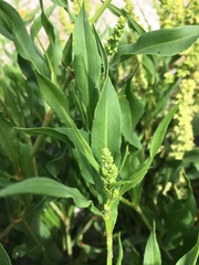 Rumex pallidus