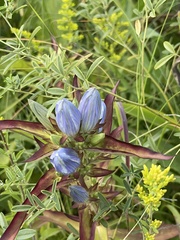 Gentiana andrewsii