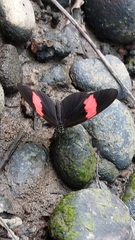 Heliconius erato hydara