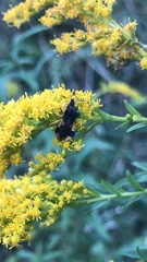 Phymata pennsylvanica