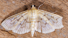 Herpetogramma theseusalis