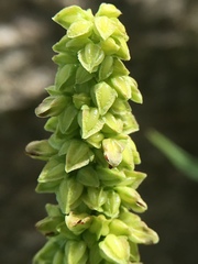 Rumex pallidus