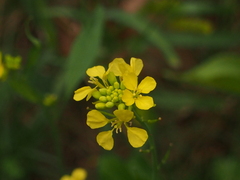 Rhamphospermum arvense