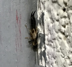 Euborellia cincticollis