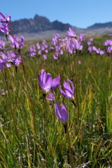 Primula tetrandra