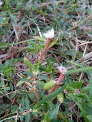 Portulaca