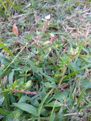 Portulaca