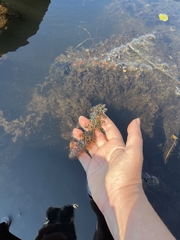 Utricularia macrorhiza
