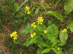 Rhamphospermum arvense