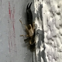 Euborellia cincticollis