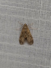 Hygraula nitens