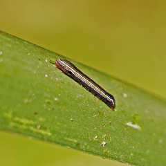 Spodoptera praefica