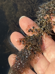 Utricularia macrorhiza