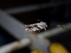 Agriophara confertella