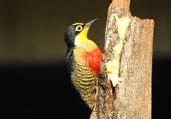 Melanerpes flavifrons