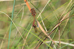 Sympetrum costiferum