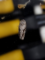 Agriophara confertella