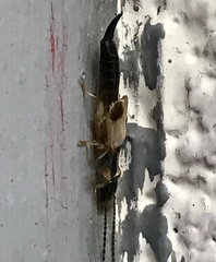 Euborellia cincticollis