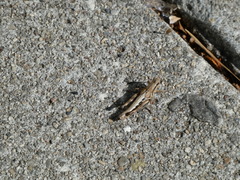 Melanoplini