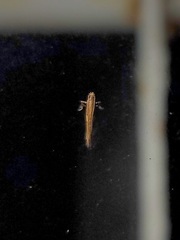 Caloptilia azaleella