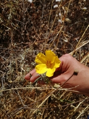 Balbisia verticillata