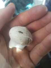 Lycoperdon